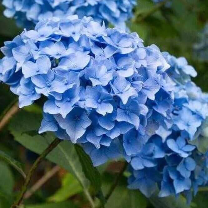 light blue Hydrangea Seeds
