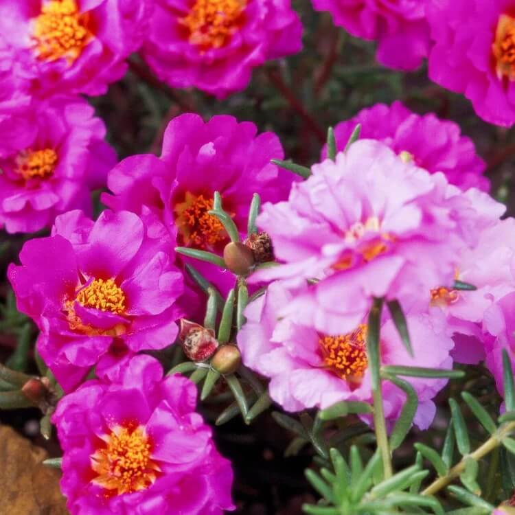 mix Double Moss Rose Seeds