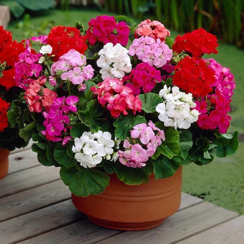 mixed Geranium Seeds
