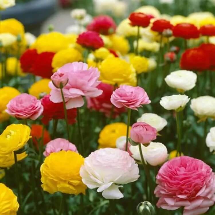 mixed colour Moss Rose Portulaca seeds