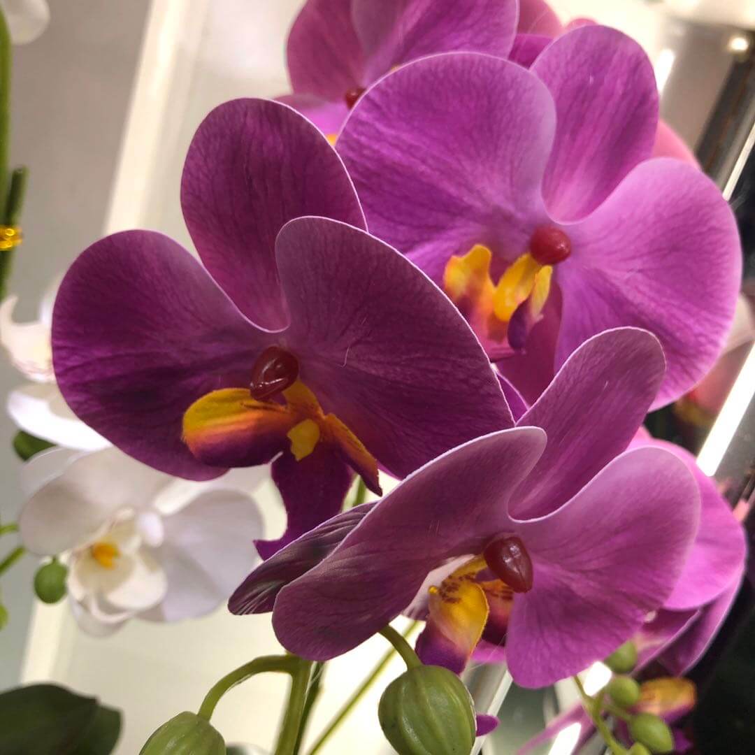mixed colour Phalaenopsis Orchid Seeds