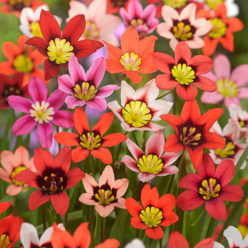 mixed colour Sparaxis Seeds