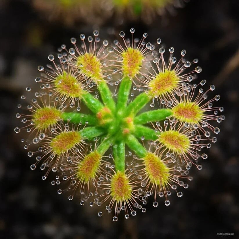 multi colour bonsai sundew seeds