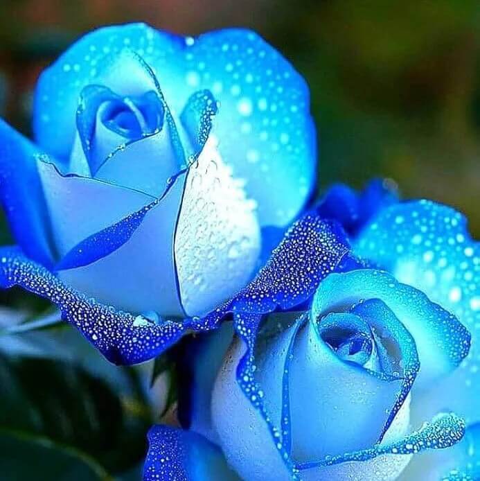navy blue rose seeds