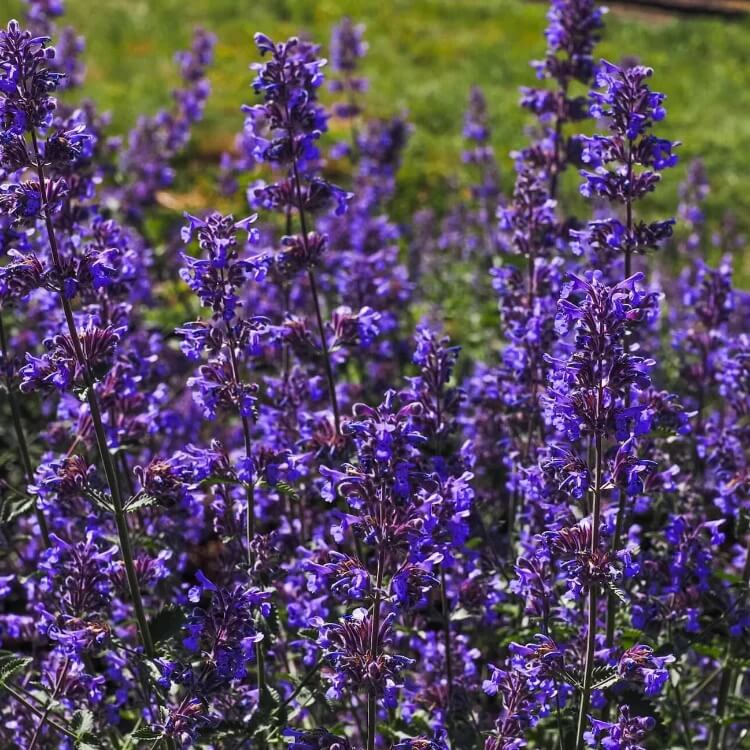 nepeta mussinii seeds