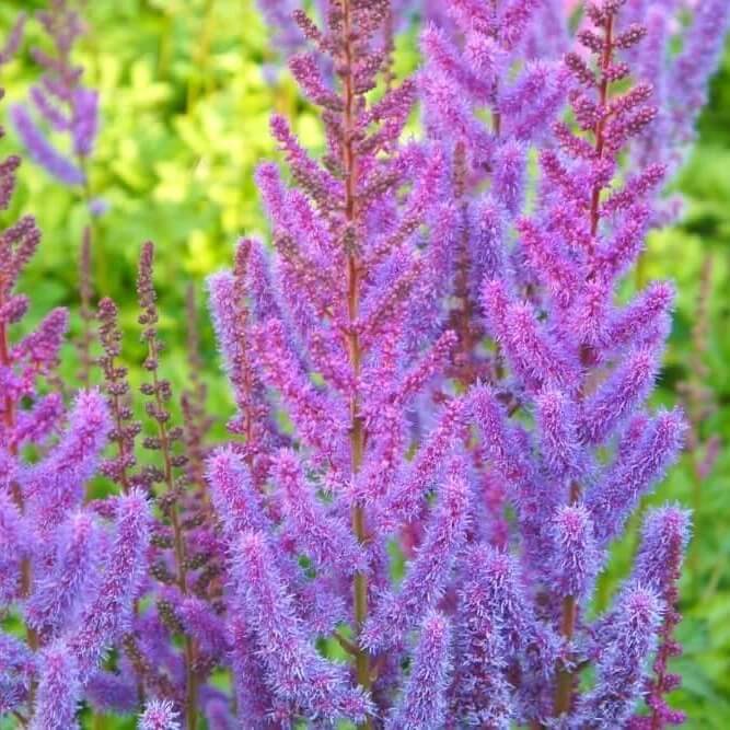 pink purple astilbe bunter seeds