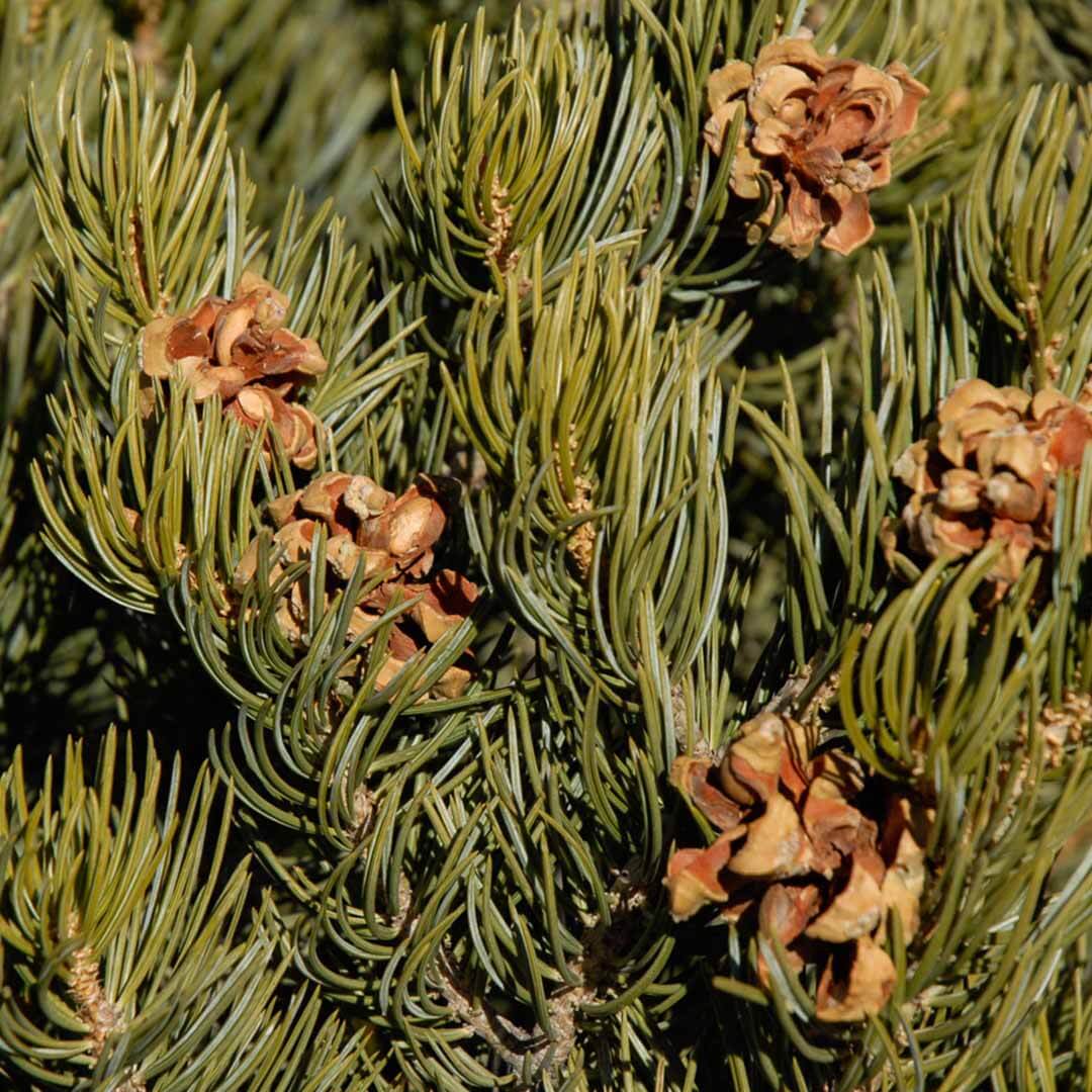 pinyon pine seeds