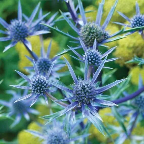 sea holly seeds