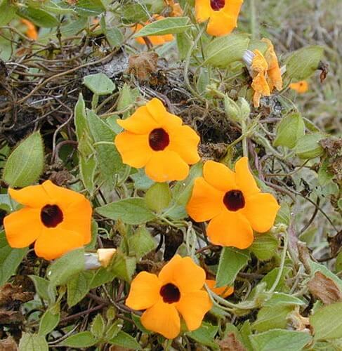 Thunbergia Alata Seeds - Flower Plant