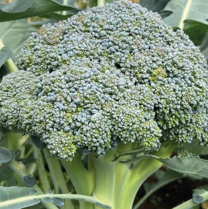 Marathon Broccoli seeds - Vegetable Plant