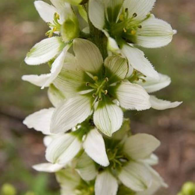 white Virginia Bunchflower Lily Seeds