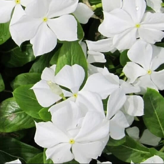 white periwinkle seeds