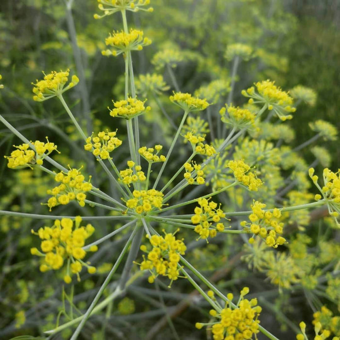 whole anise seeds - Herbal Plant