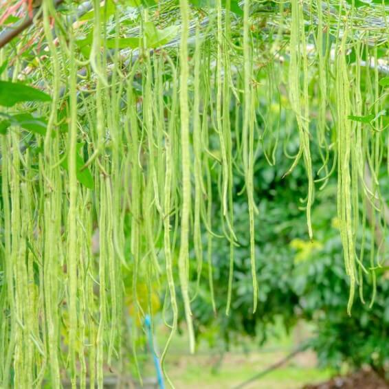 yardlong beans seeds - Vegetable Plant