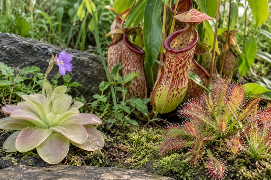 Carnivorous Garden Trio