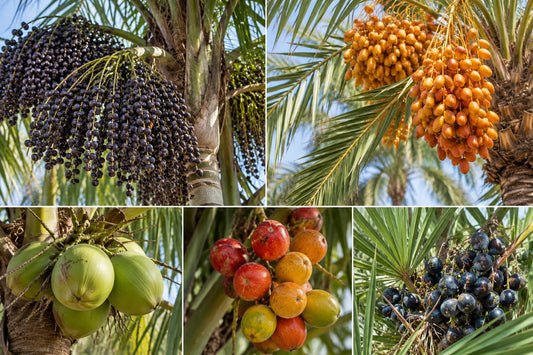 berries growing on palm tree
