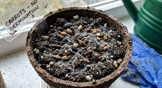 close-up of soil with planted seeds that failed to sprout in a home garden setup