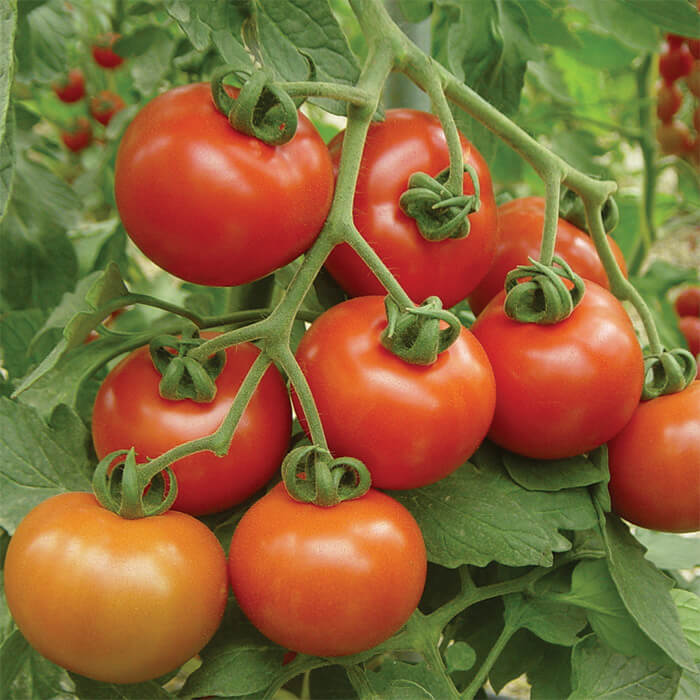Goliath Tomato Seeds - Vegetable Plant