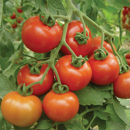 Goliath Tomato Seeds - Vegetable Plant