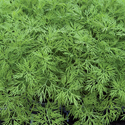 Elm Tree Seeds - Ornamental Tree Plant Seeds for Home Gardens