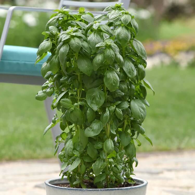 Everleaf Emerald Towers Basil Seeds -Herbal Plant