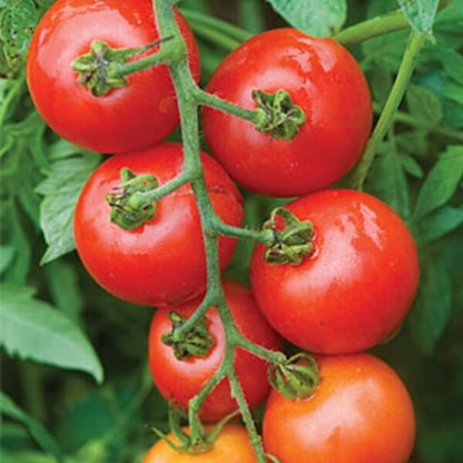 Mountain Magic Tomato Seeds - Vegetable Plant