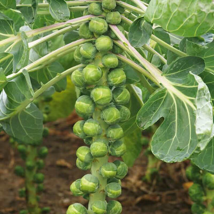 Catskill Brussels Sprout Seeds - Vegetable Plant