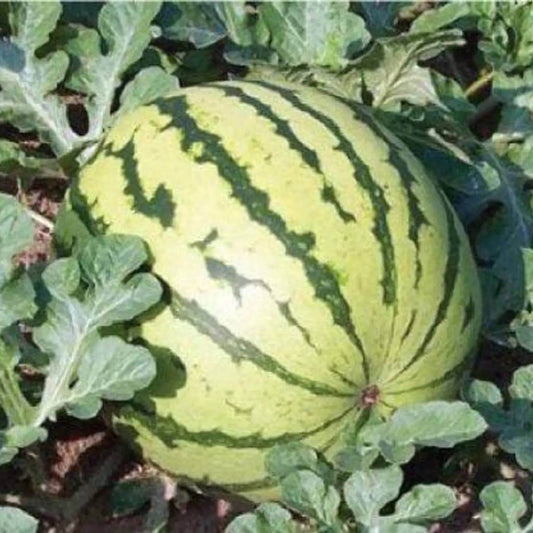 Dixie Watermelon Seeds - Heirloom Fruit Plant for Home Gardens