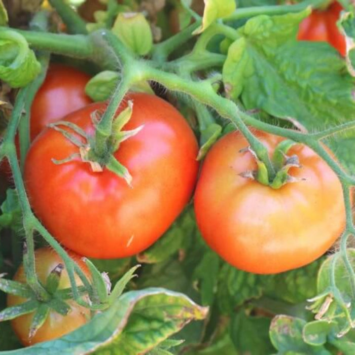 Patio tomato seeds - Vegetable Plant