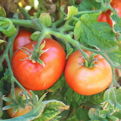 Celebrity tomato seeds - Vegetable Plant