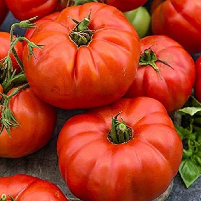 Siberian Tomato Seeds - Vegetable Plant