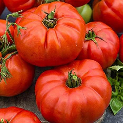 Siberian Tomato Seeds - Vegetable Plant