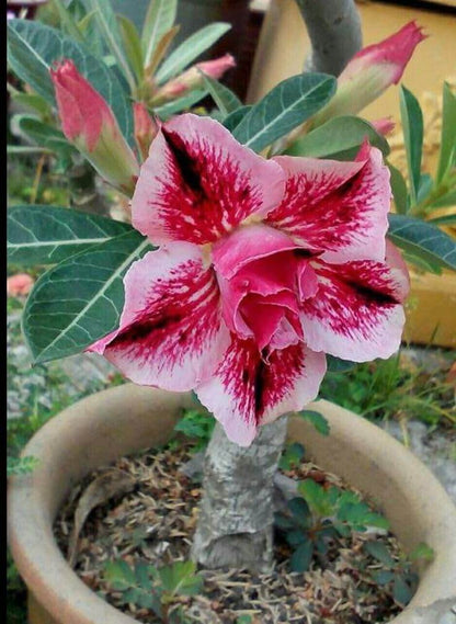 Red Adenium Seeds - Heirloom Flower Plant for Home Gardens