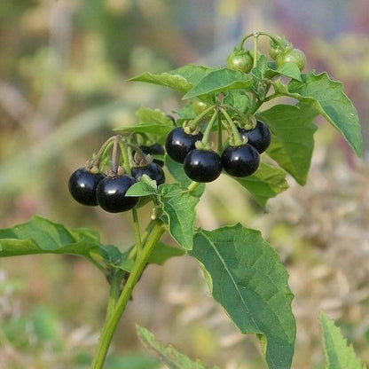 Black Nightshade Seeds - Herbal Plant