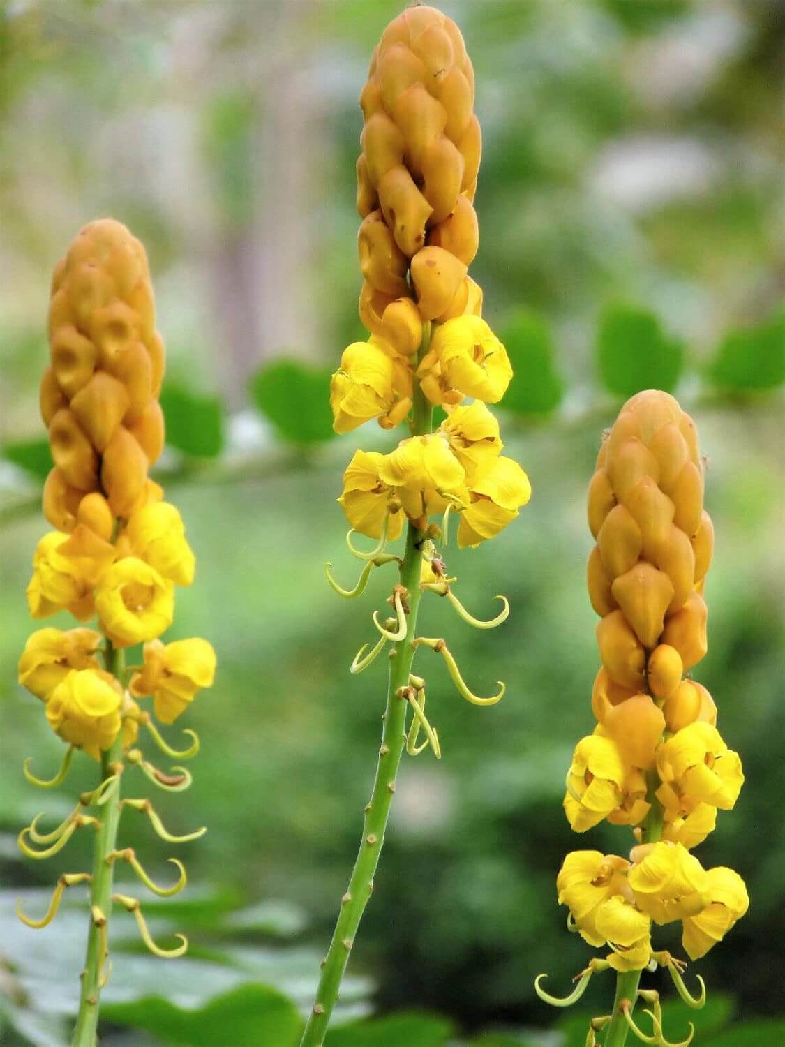 Candle Bush Seeds - Herbal Plant