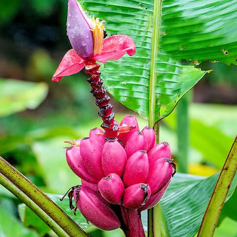 Pink Banana Seeds - Fruit Plant