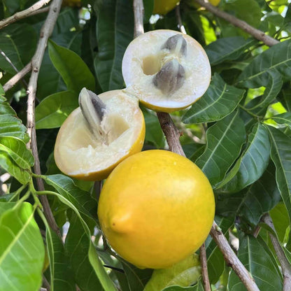 Abiu Seeds - Heirloom Fruit Plant for Home Gardens