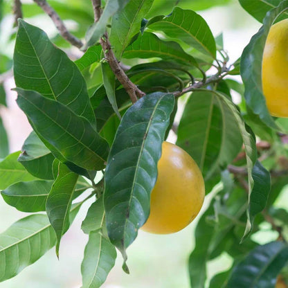 Abiu Seeds - Heirloom Fruit Plant for Home Gardens