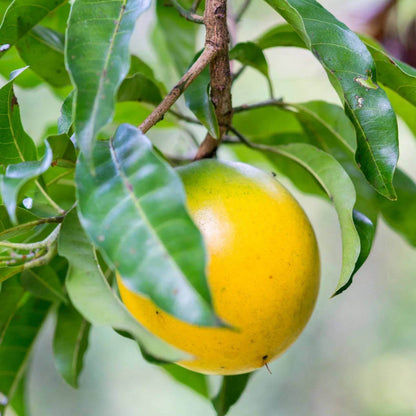 Abiu Seeds - Heirloom Fruit Plant for Home Gardens