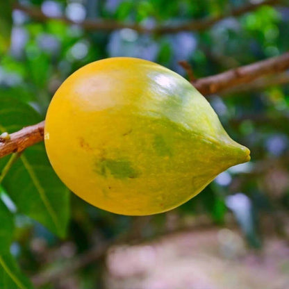 Abiu Seeds - Heirloom Fruit Plant for Home Gardens