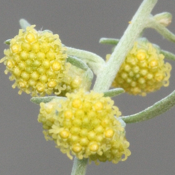 Absinthe Wormwood Seeds