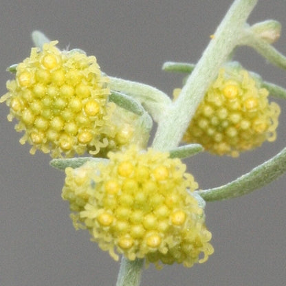 Absinthe Wormwood Seeds