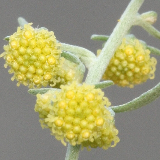 Absinthe Wormwood Seeds