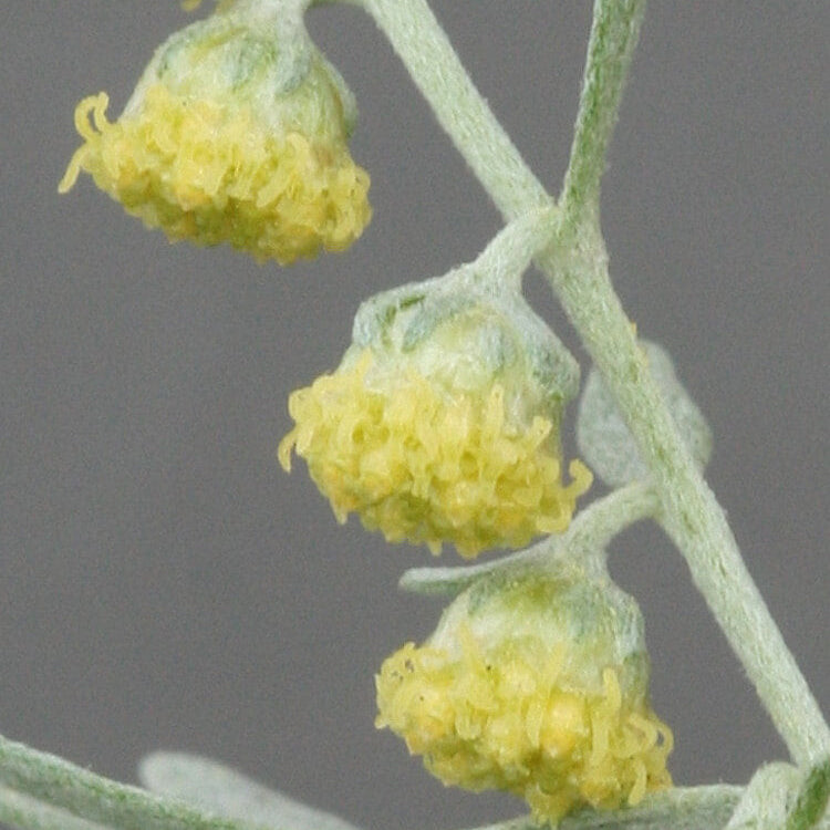 Absinthe Wormwood Seeds