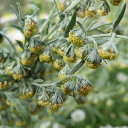 Absinthe Wormwood Seeds
