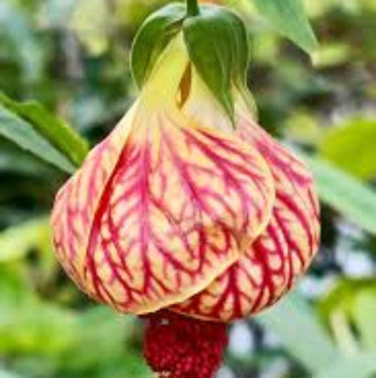 Abutilon Seeds - Flower Plant for Home Gardens