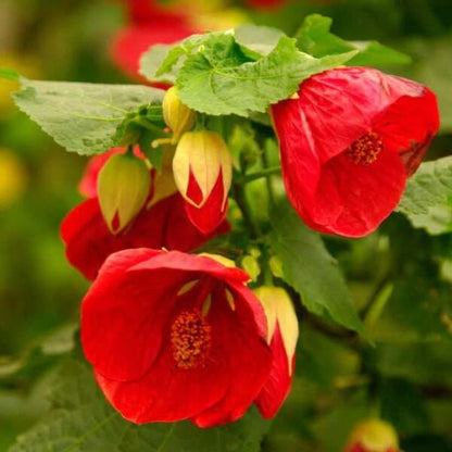Abutilon Seeds - Flower Plant for Home Gardens