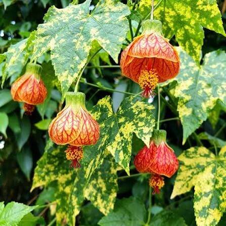 Abutilon pictum Seeds 