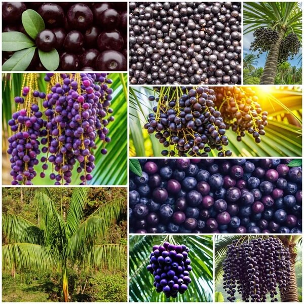 Acaí Seeds 