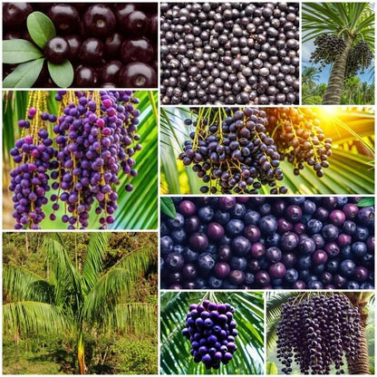 Acaí Seeds 